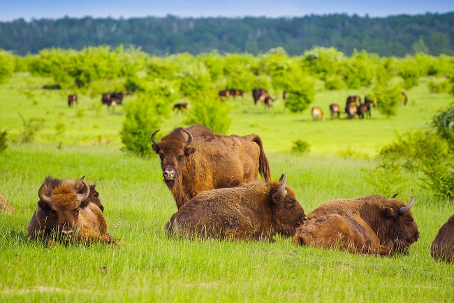 European bison