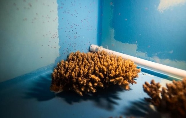 Coral Breeding 