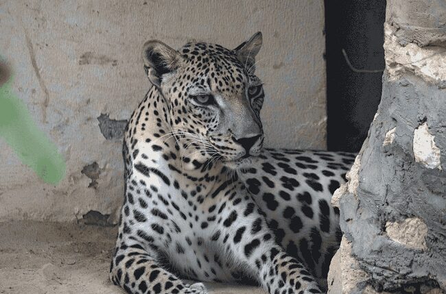 Arabian Leopard