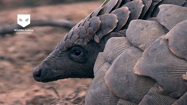 The pangolin