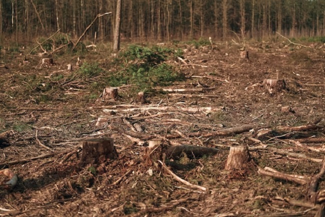 Forest damage in Europe 