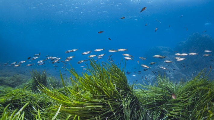 Seagrass 