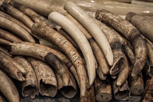 Ivory tusks