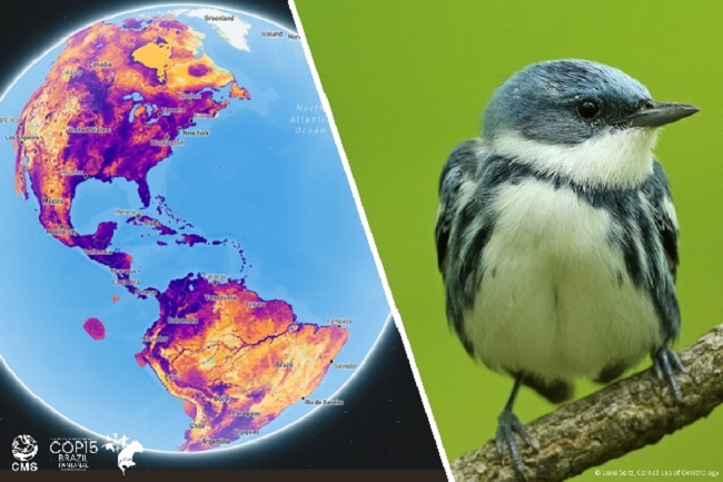 Migratory bird species