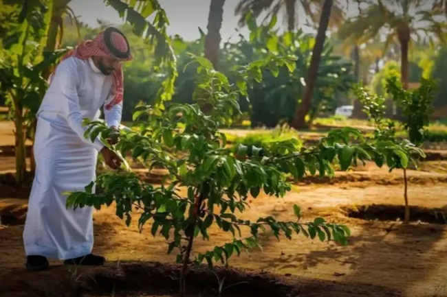 Saudi Green Initiative