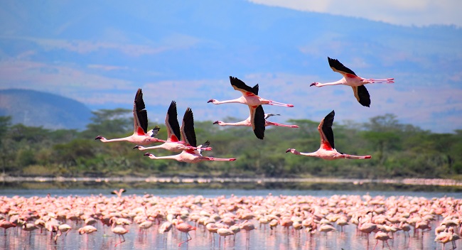 Flamingos
