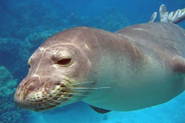 Hawaiian monk seal
