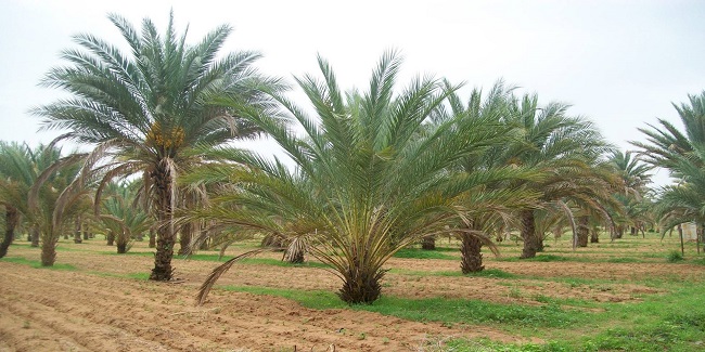 Nigeria targets 2050 for self-sufficiency in palm oil