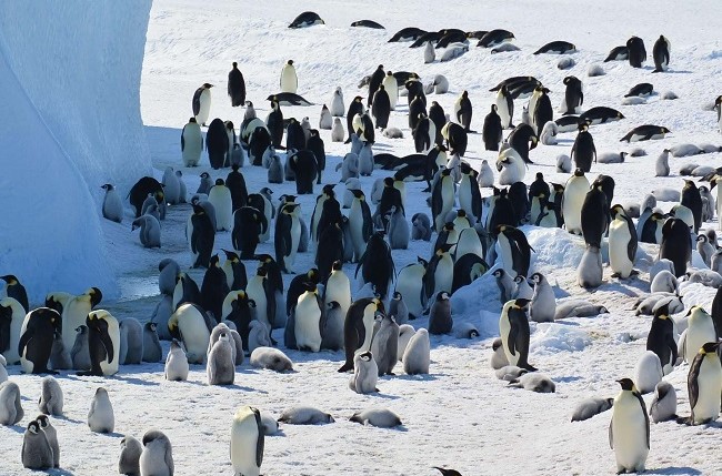 Emperor penguin, Antarctic fur seal now endangered due to climate change – IUCN Red List