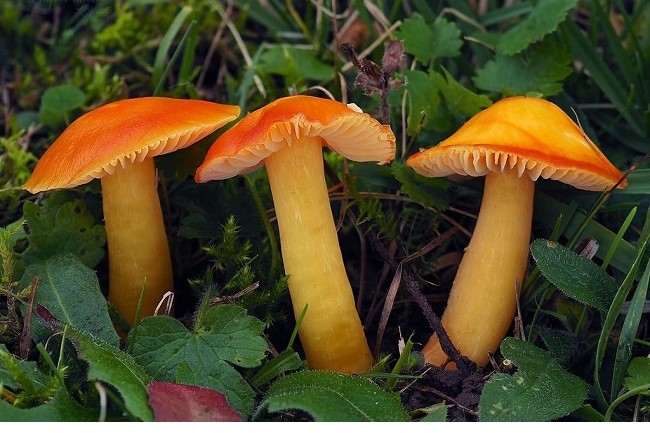 Orange Waxcap